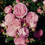 Trandafir Floribunda roz-palid Mariatheresia, inflorire repetata
