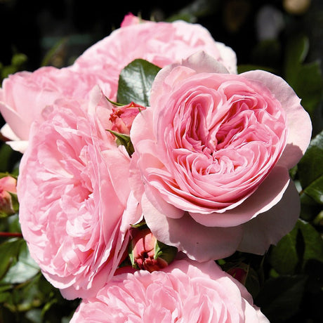 Trandafir Floribunda roz-palid Mariatheresia, inflorire repetata