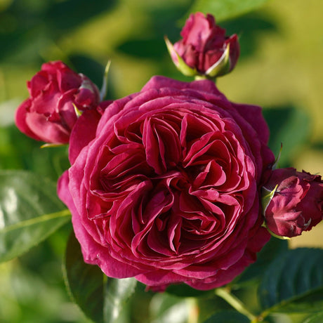 Trandafir Floribunda rosu-violet Marietta, cu parfum intens