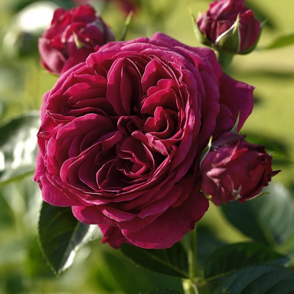 Trandafir Floribunda rosu-violet Marietta, cu parfum intens