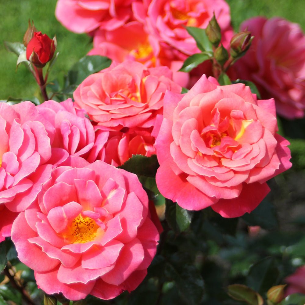Trandafir Floribunda rosu-portocaliu-somon Melusina, inflorire repetata
