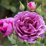 Trandafir Floribunda liliachiu-violet Minerva, cu parfum intens
