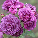 Trandafir Floribunda liliachiu-violet Minerva, cu parfum intens