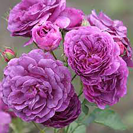 Trandafir Floribunda liliachiu-violet Minerva, cu parfum intens