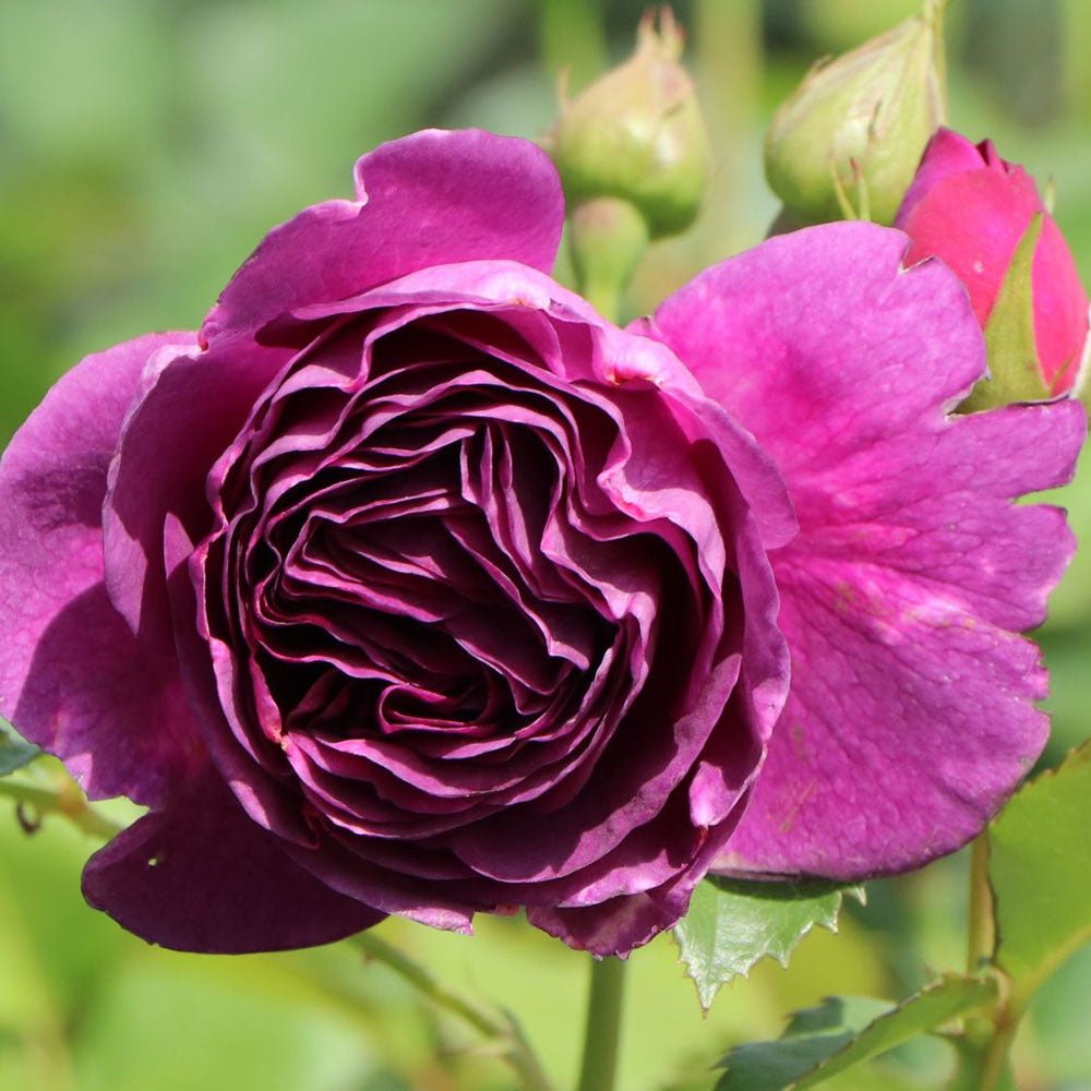 Trandafir Floribunda liliachiu-violet Minerva, cu parfum intens