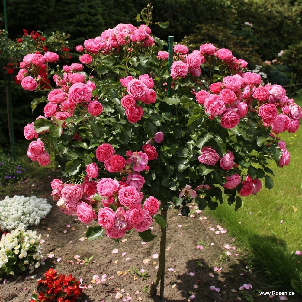 Trandafir Floribunda roz-inchis Moin Moin, inflorire repetata