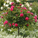 Trandafir Floribunda roz-inchis Moin Moin, inflorire repetata