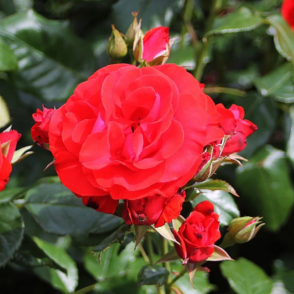 Trandafir Floribunda rosu Montana, cu parfum intens
