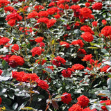 Trandafir Pitic Floribunda rosu-portocaliu Orange Babyflor, inflorire repetata