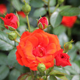 Trandafir Pitic Floribunda rosu-portocaliu Orange Babyflor, inflorire repetata