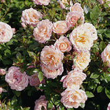 Trandafir Pitic Floribunda crem-piersica Peach Clementine, inflorire repetata