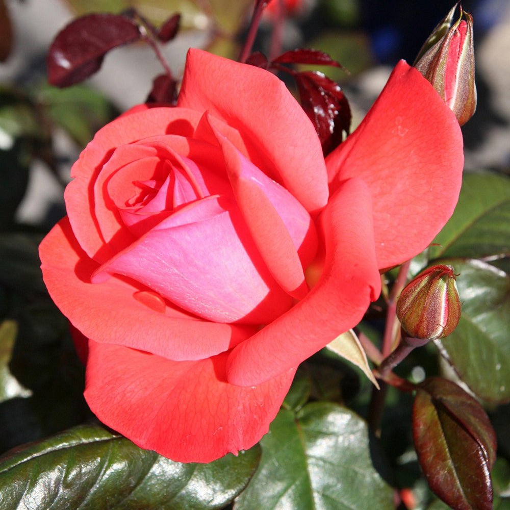 Trandafir Floribunda rosu-somon Piccolo, cu parfum intens