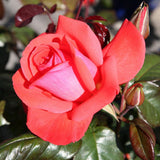 Trandafir Floribunda rosu-somon Piccolo, cu parfum intens