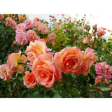 Trandafir Floribunda portocaliu-auriu Bentheimer Gold, inflorire repetata