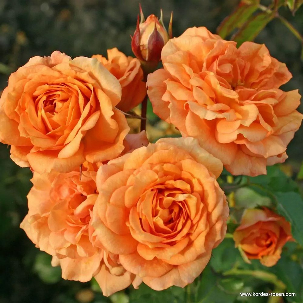 Trandafir Floribunda portocaliu-auriu Bentheimer Gold, inflorire repetata