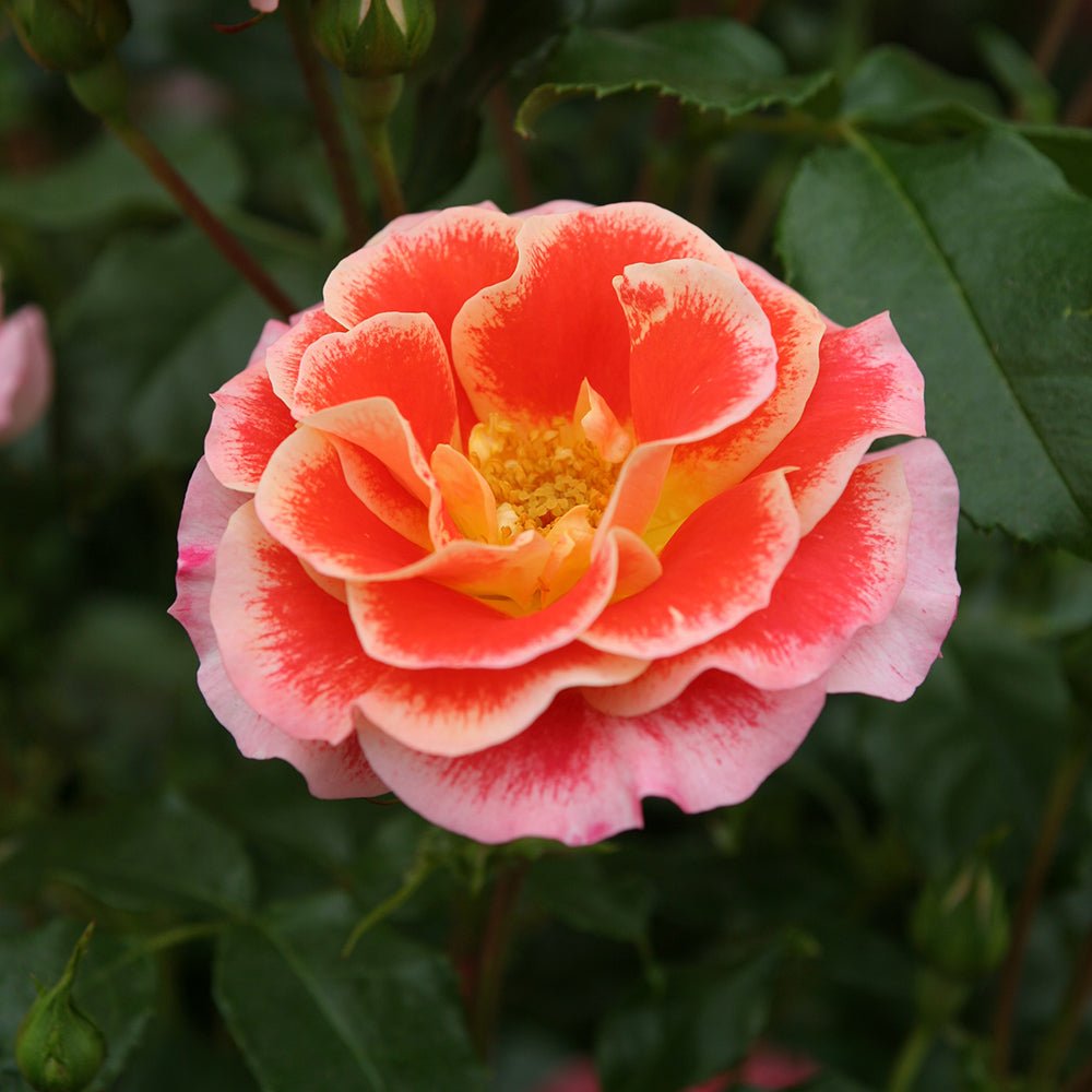 Trandafir Floribunda roz-pal si rosu-portocaliu Airbrush, inflorire repetata
