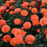 Trandafir Floribunda portocaliu Phoenix, inflorire repetata