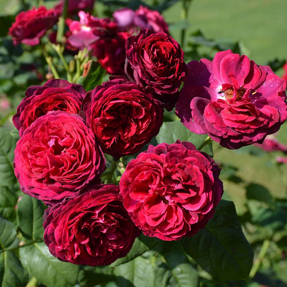Trandafir Floribunda rosu-bordeaux Grafin Von Hardenberg, cu parfum intens