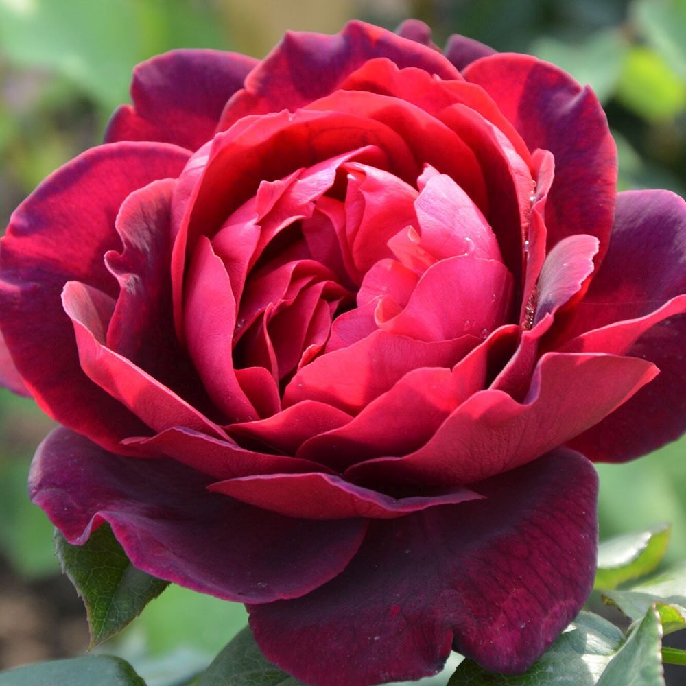 Trandafir Floribunda rosu-bordeaux Grafin Von Hardenberg, cu parfum intens