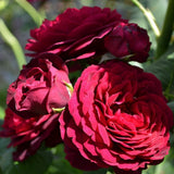Trandafir Floribunda rosu-bordeaux Grafin Von Hardenberg, cu parfum intens