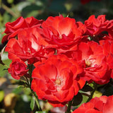 Trandafir Floribunda rosu Montana, cu parfum intens