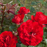 Trandafir Floribunda rosu Montana, cu parfum intens