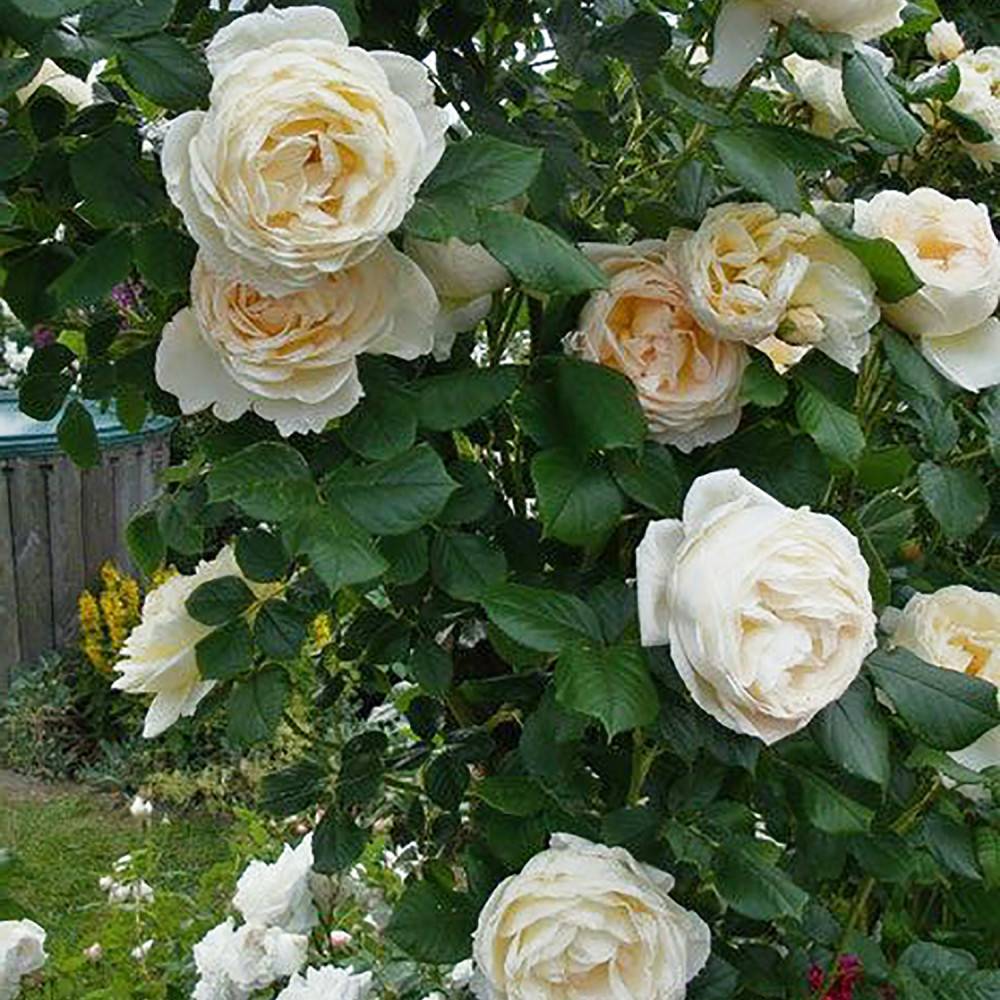 Trandafir Floribunda roz-crem pastel Uetersener Klosterrose, parfum intens