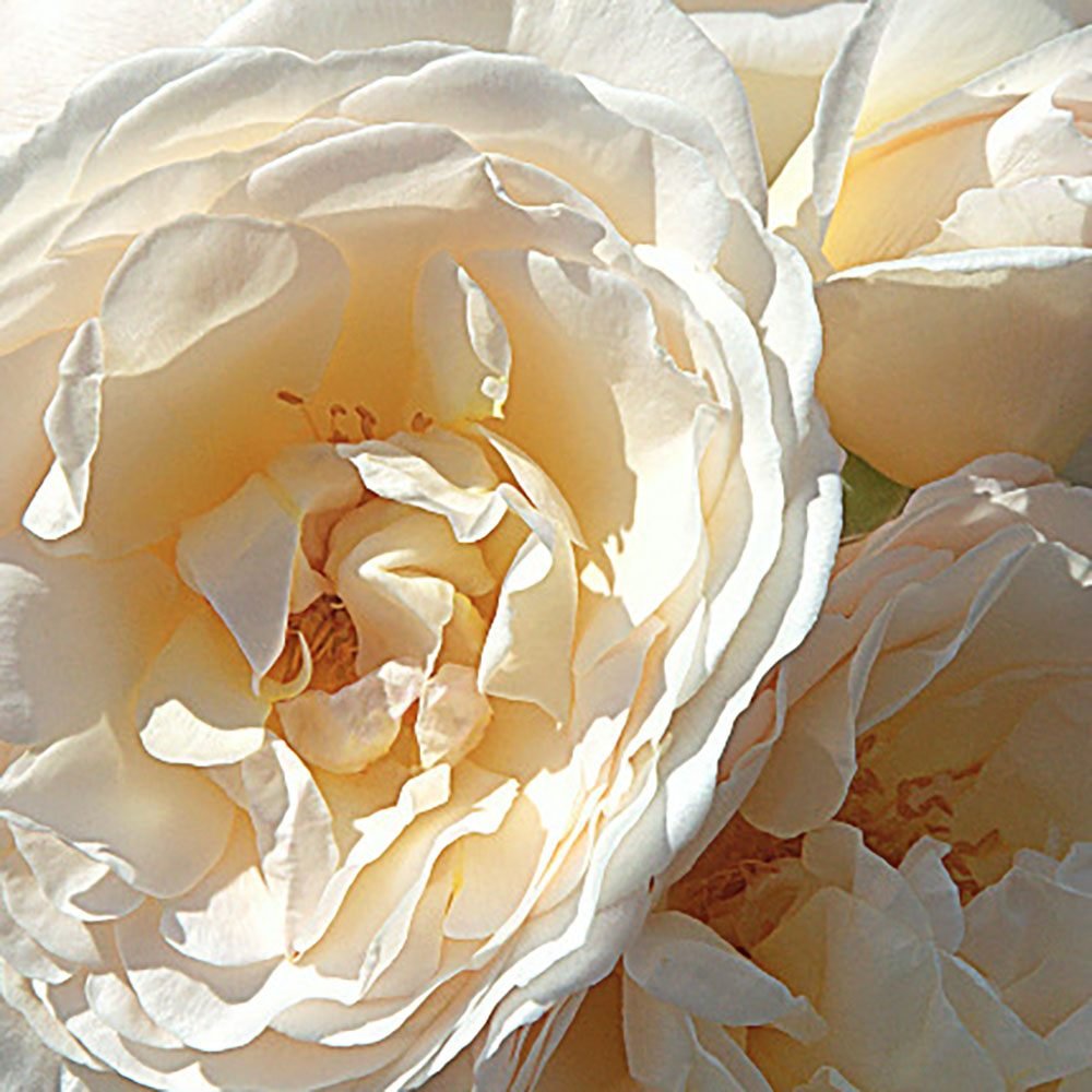 Trandafir Floribunda roz-crem pastel Uetersener Klosterrose, parfum intens