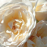 Trandafir Floribunda roz-crem pastel Uetersener Klosterrose, parfum intens