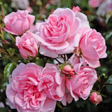 Trandafir Floribunda roz Home & Garden, inflorire repetata