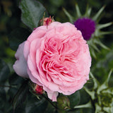 Trandafir Floribunda roz-palid Mariatheresia, inflorire repetata