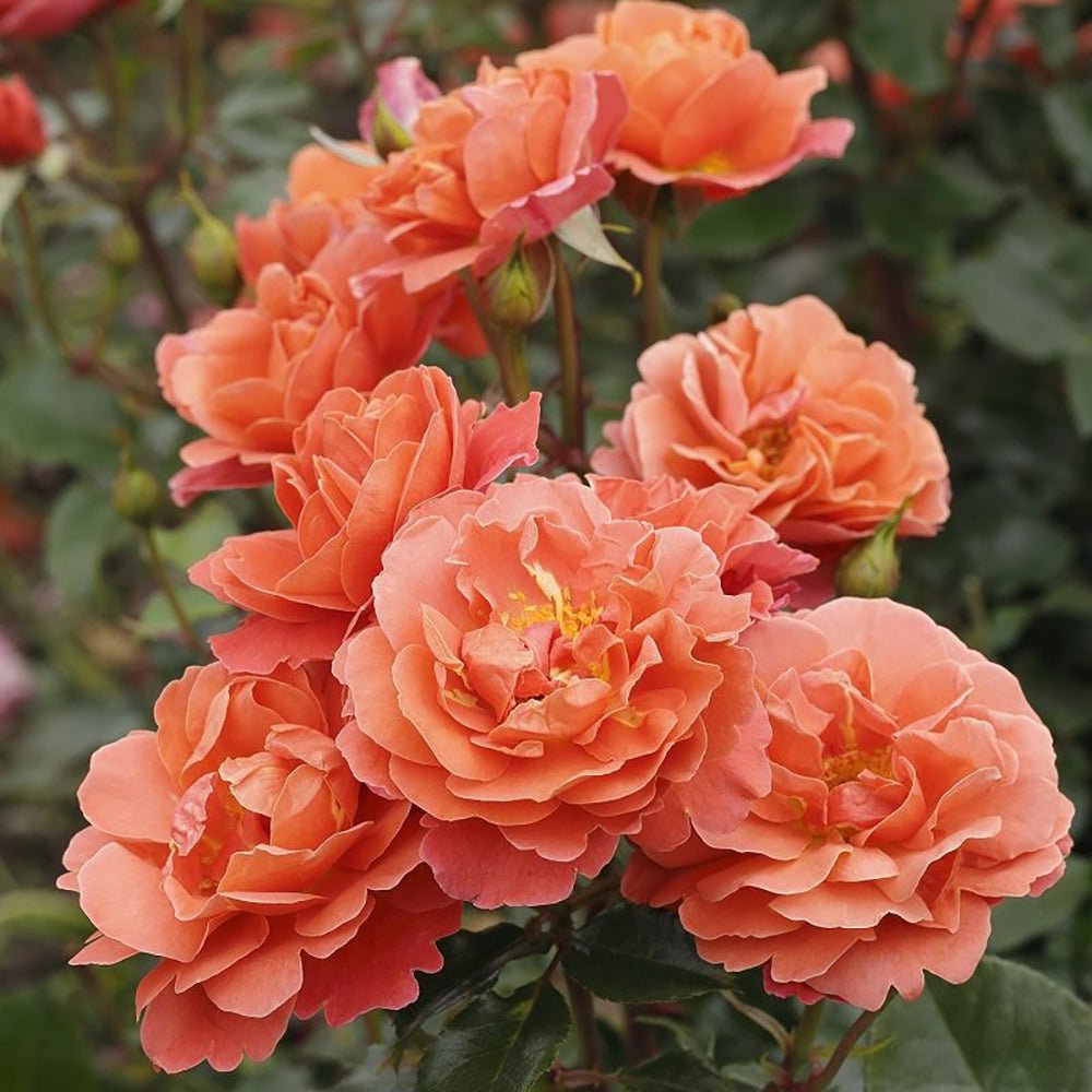 Trandafir Floribunda portocaliu-somon Theodor Fontane, inflorire repetata