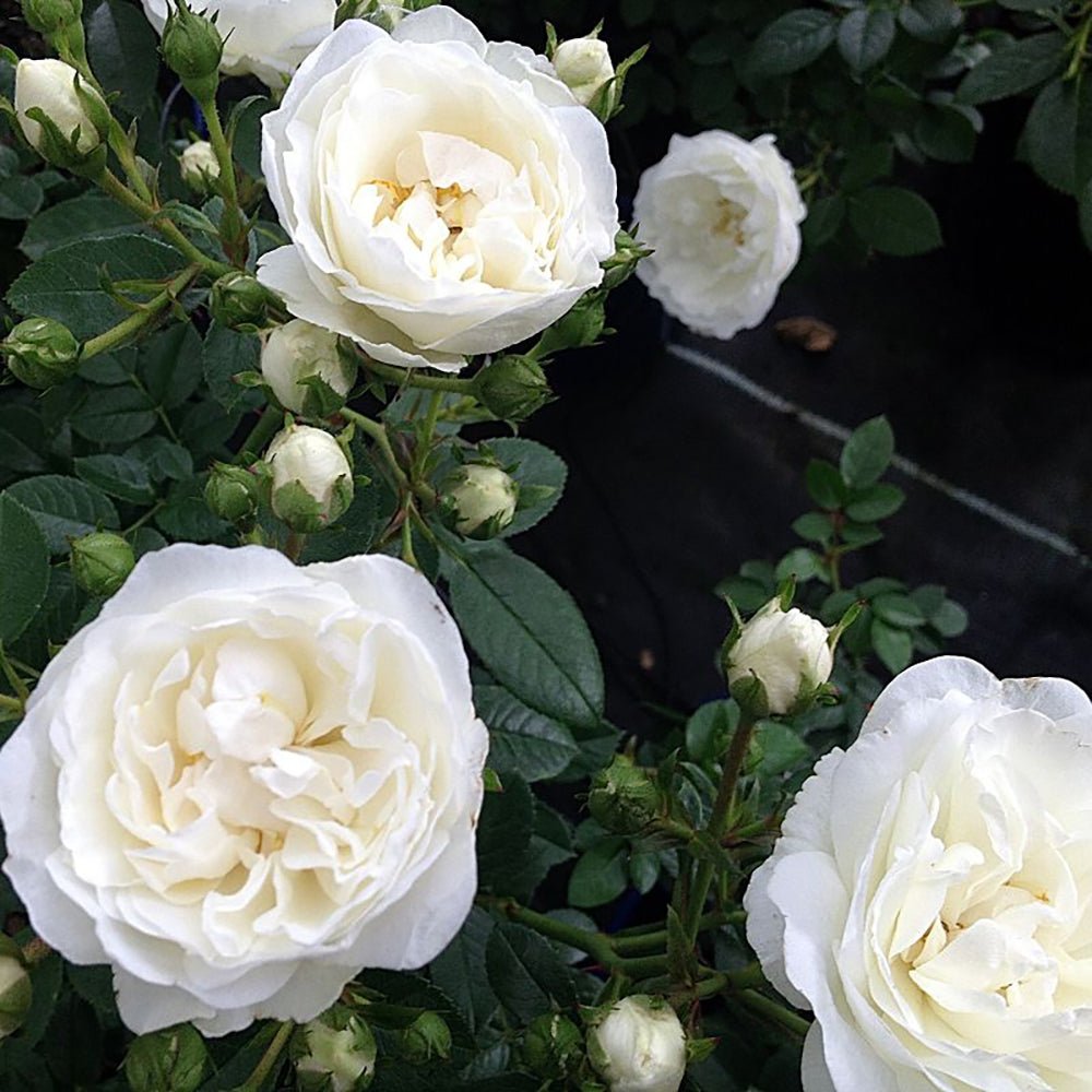 Trandafir Pitic alb White Babyflor, inflorire repetata