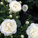 Trandafir Pitic alb White Babyflor, inflorire repetata