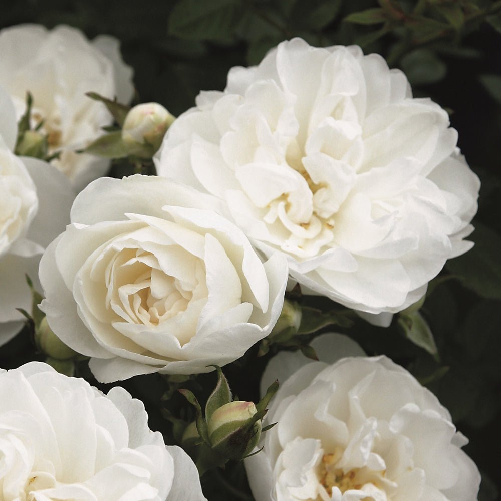 Trandafir Pitic alb White Babyflor, inflorire repetata