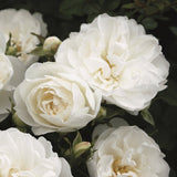 Trandafir Pitic alb White Babyflor, inflorire repetata