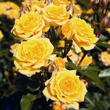 Trandafir Pitic Floribunda galben Yellow Clementine, inflorire repetata