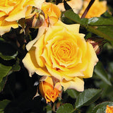 Trandafir Pitic Floribunda galben Yellow Clementine, inflorire repetata