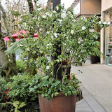 Trandafir Japonez Camellia Miss Lyla, cu flori albe duble