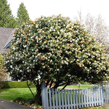 Trandafir Japonez Camellia Williamsii Jury's Yellow, cu flori galbene duble