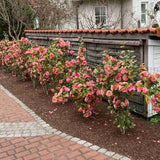 Trandafir Japonez Camellia Mrs. Tingley, cu flori roz