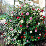 Trandafir Japonez Camellia Tricolor, cu flori roz-alb-rosu