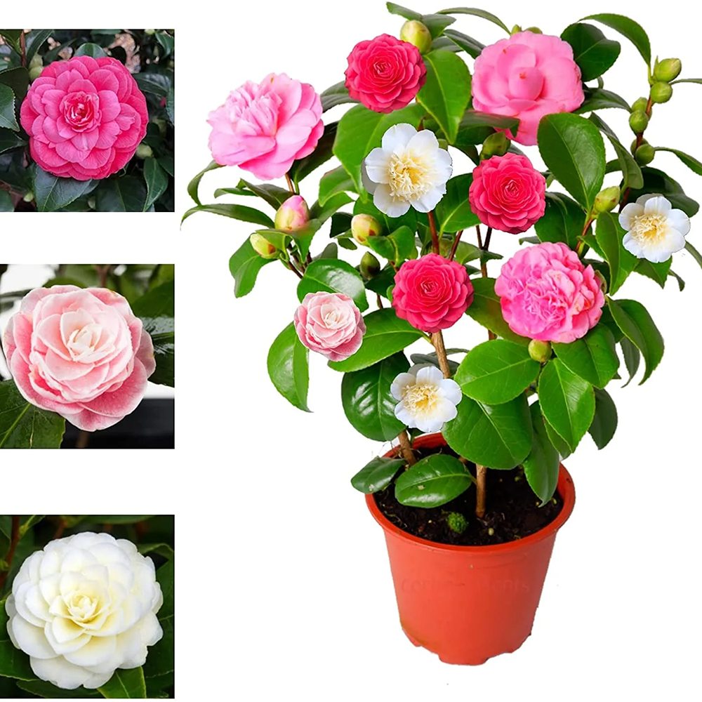 Trandafir Japonez Camellia Tricolor, cu flori roz-alb-rosu