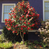 Trandafir Japonez Camellia Kramers Supreme, cu flori rosii-inchis