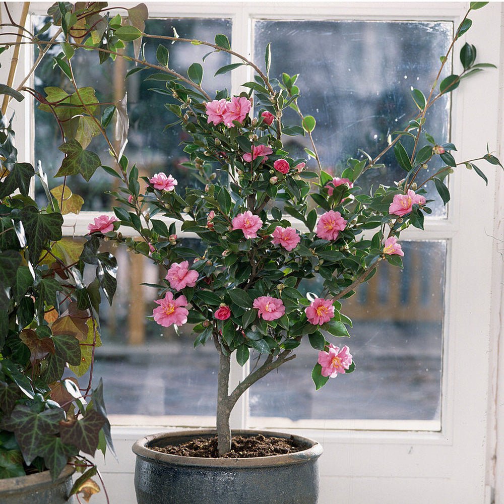 Trandafir Japonez Camellia Cleopatra, cu florii roz-pal