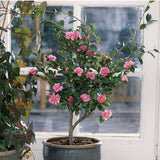 Trandafir Japonez Camellia Cleopatra, cu florii roz-pal