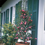 Trandafir Japonez Camellia Cleopatra, cu florii roz-pal