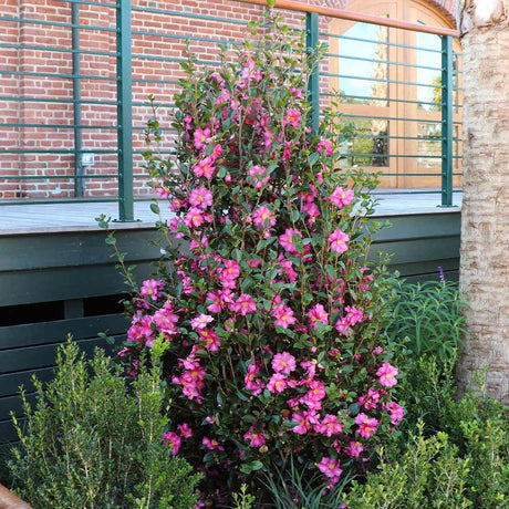 Trandafir Japonez Camellia Sasanqua Sylvia, cu flori roz-inchis si parfum intens