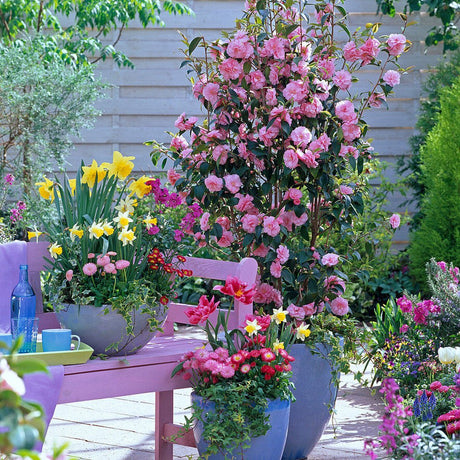 Trandafir Japonez Camellia Spring Festival, cu flori roz-pal