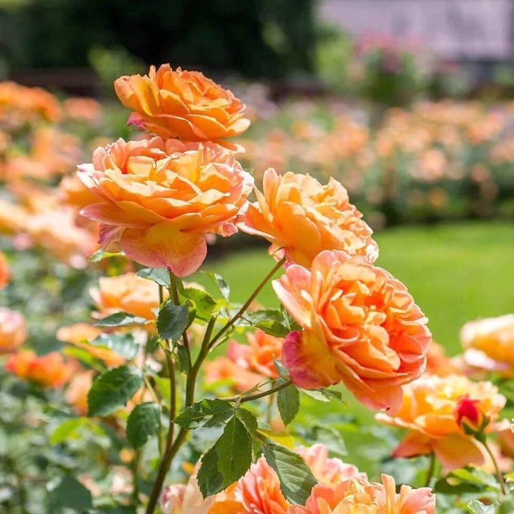 Trandafir Lady of Shalott, cu flori portocalii foarte parfumate